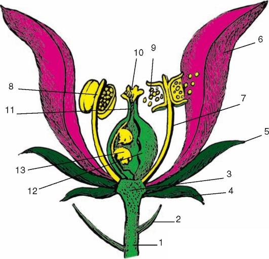 Водоросли генеративные органы. Тычинка пестик прицветник. Строение цветка прицветник. Чашечка цветка. Чашечка и подчашие цветка.