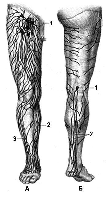 Лимфатических сосудов и вен нижних конечностей