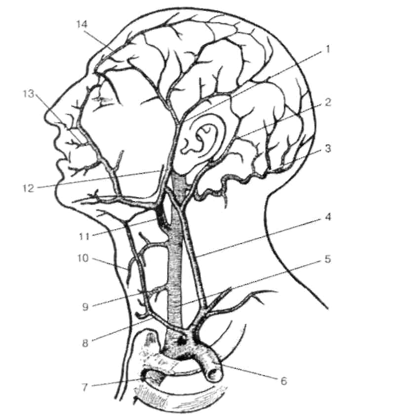 Анатомия сосудов головы. Затылочная эмиссарная Вена. Вена темпоралис суперфициалис. Вена голова и шеи схема.