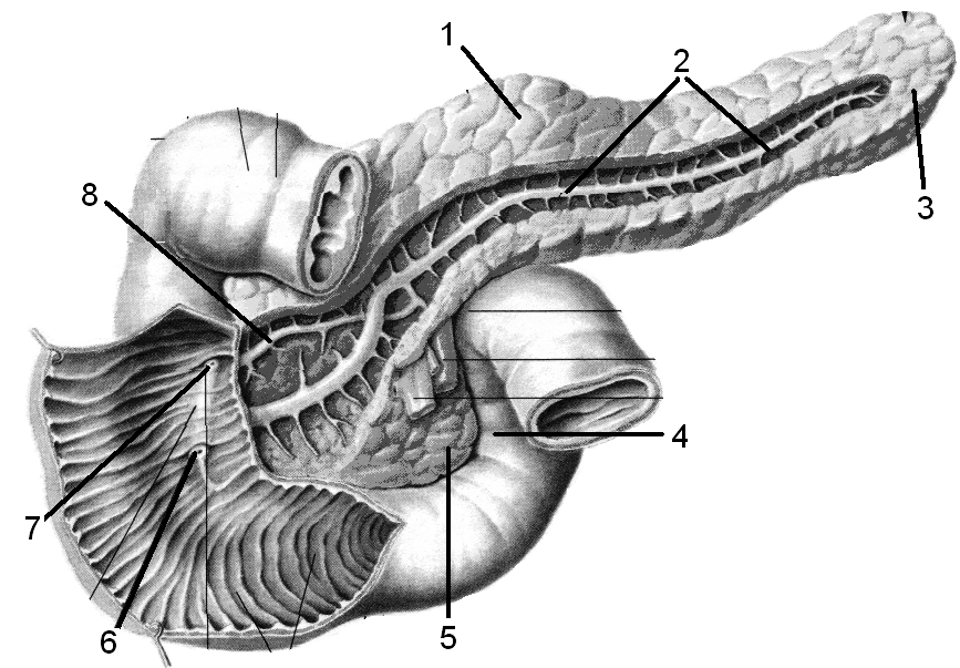 Проток поджелудочной железы ductus