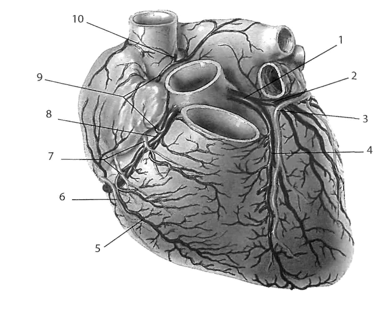 Правая сердечная артерия. Анатомия коронарных артерий сердца. Отверстие венечного синуса сердца. Коронарные артерии венечные вены. Венечные артерии сердца анатомия.