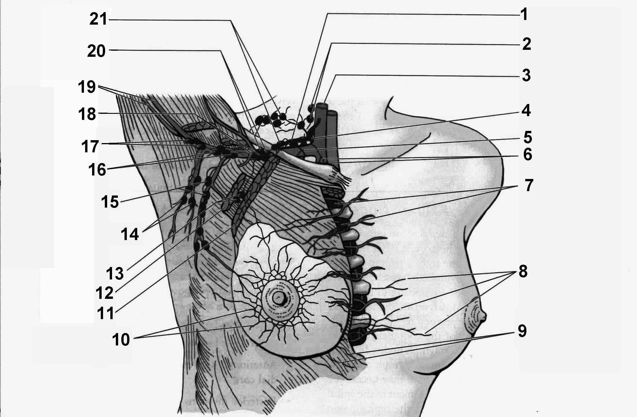 Лимфатические сосуды молочных желез