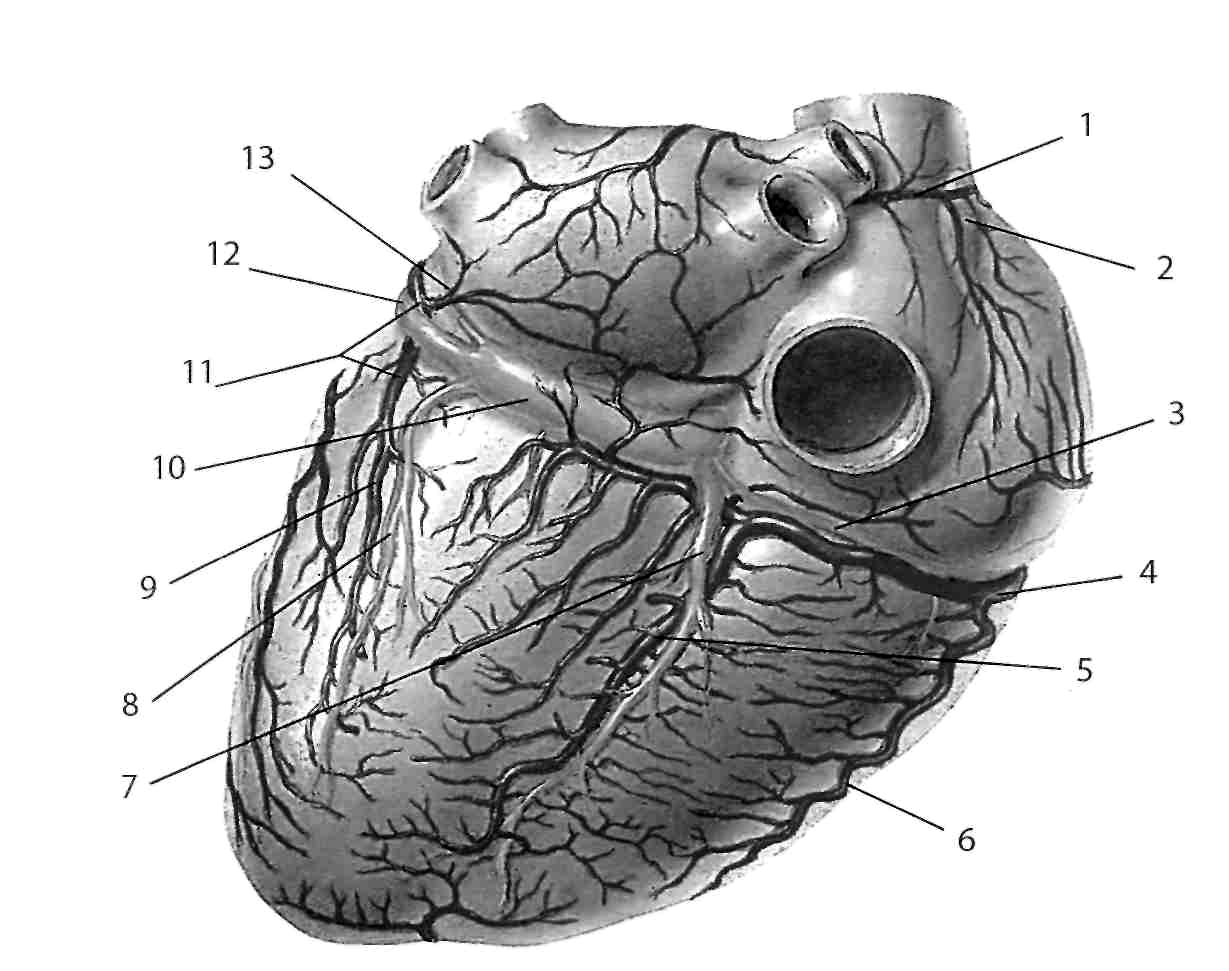 Вены сердца. Венечный синус сердца. Отверстие венечного синуса сердца. Устье венечного синуса.