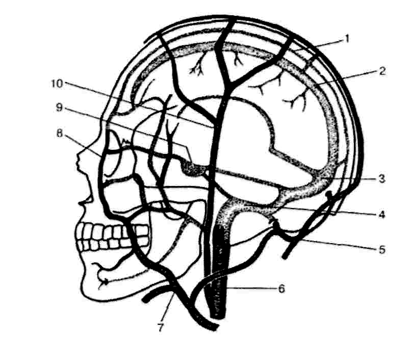 Синус оболочки мозга. Синусы твердой мозговой оболочки схема. Система венозных синусов головного мозга. Венозные синусы головного мозга анатомия. Синусы твердой оболочки головного мозга.