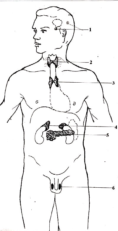 Какая эндокринная железа изображена на рисунке. Эндокринная система схема расположения желез. Рис. 1. схема расположения желез внутренней секреции. Эндокринные железы человека схема. Железы внутренней секреции человека без подписей.
