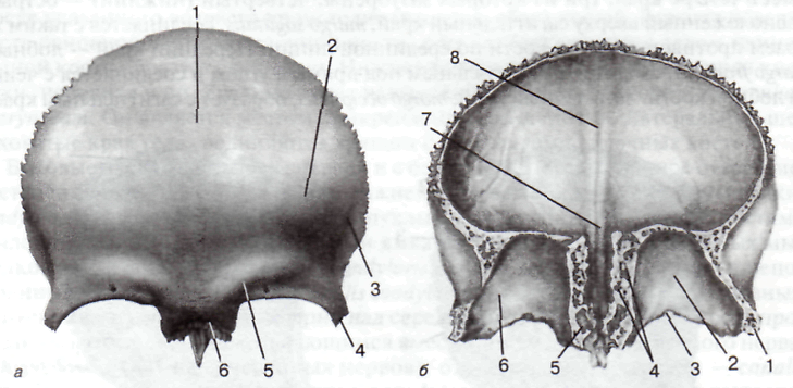 Череп человека теменная кость. Лобная кость os frontale. Лобная кость внутренняя поверхность. Кости мозгового черепа лобная. Лобная кость атлас.