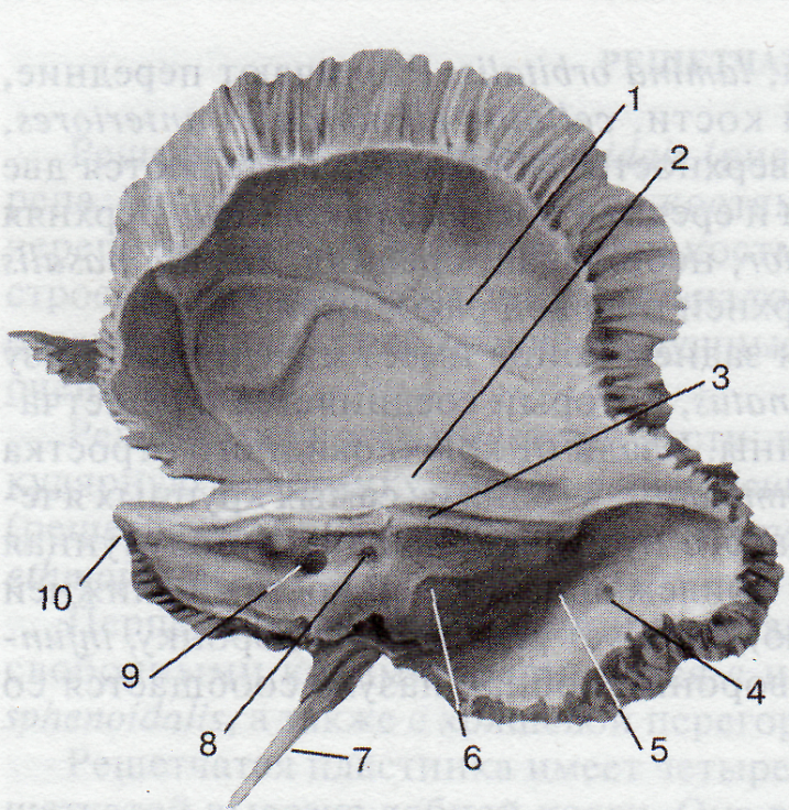 Внутренняя поверхность костей. Задняя поверхность пирамиды височной кости. Височная кость анатомия Синельников. Височная кость черепа анатомия. Височная кость мозговая поверхность.
