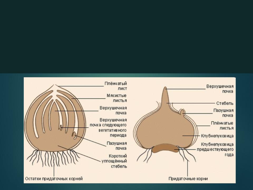 Какие корни отрастают от стебля у луковицы. Метаморфозы побега клубнелуковица. Видоизменения подземных побегов клубнелуковицы. Видоизменения побегов клубнелуковица. Клубнелуковица гладиолуса это видоизмененный.