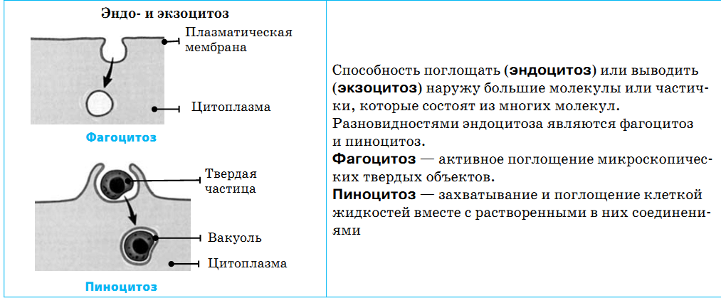 В процессе пиноцитоза происходит поглощение 1 жидкости. Схема эндоцитоза и экзоцитоза гистология. Этапы эндоцитоза и экзоцитоза. Схемы процессов Эндо- и экзоцитоза. Этапы Эндо и экзоцитоза.
