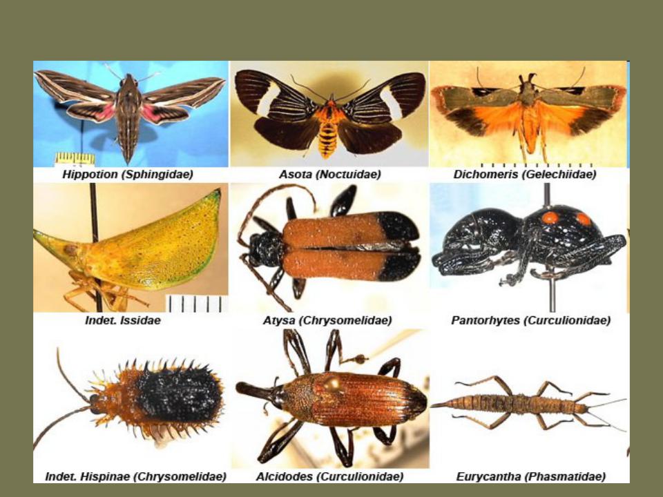 Три названия насекомых. Насекомые названия. Разные виды насекомых. Имена насекомых. Название всех видов насекомых.