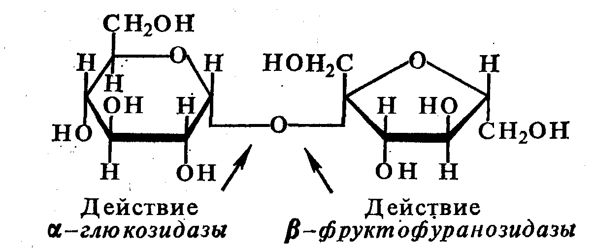 Фруктоза ферменты. N глюкозиды. O И N глюкозиды. Фруктофуранозидаза. Глюкозид формула.