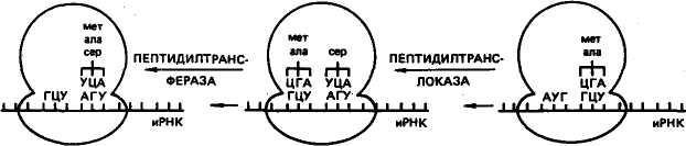 Ирнк впр биология. Элонгация синтеза белка. Схема процесса происходящего на ИРНК. На рисунке изображена схема процесса происходящего на ИРНК. Фа Синтез инфо Главная.