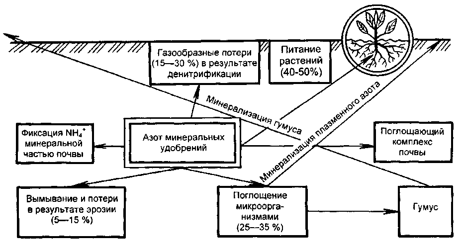 Соединения азота в почве