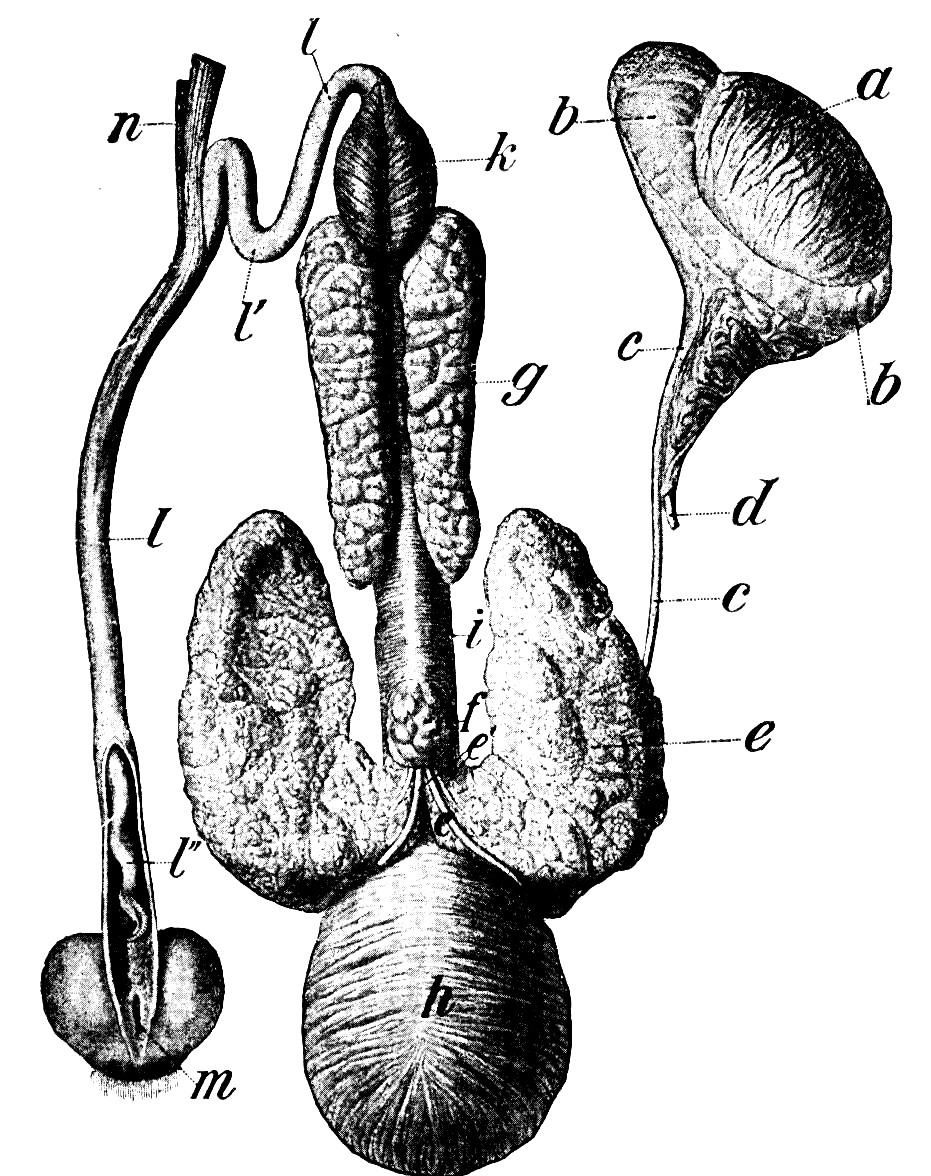 Ракушка женский орган