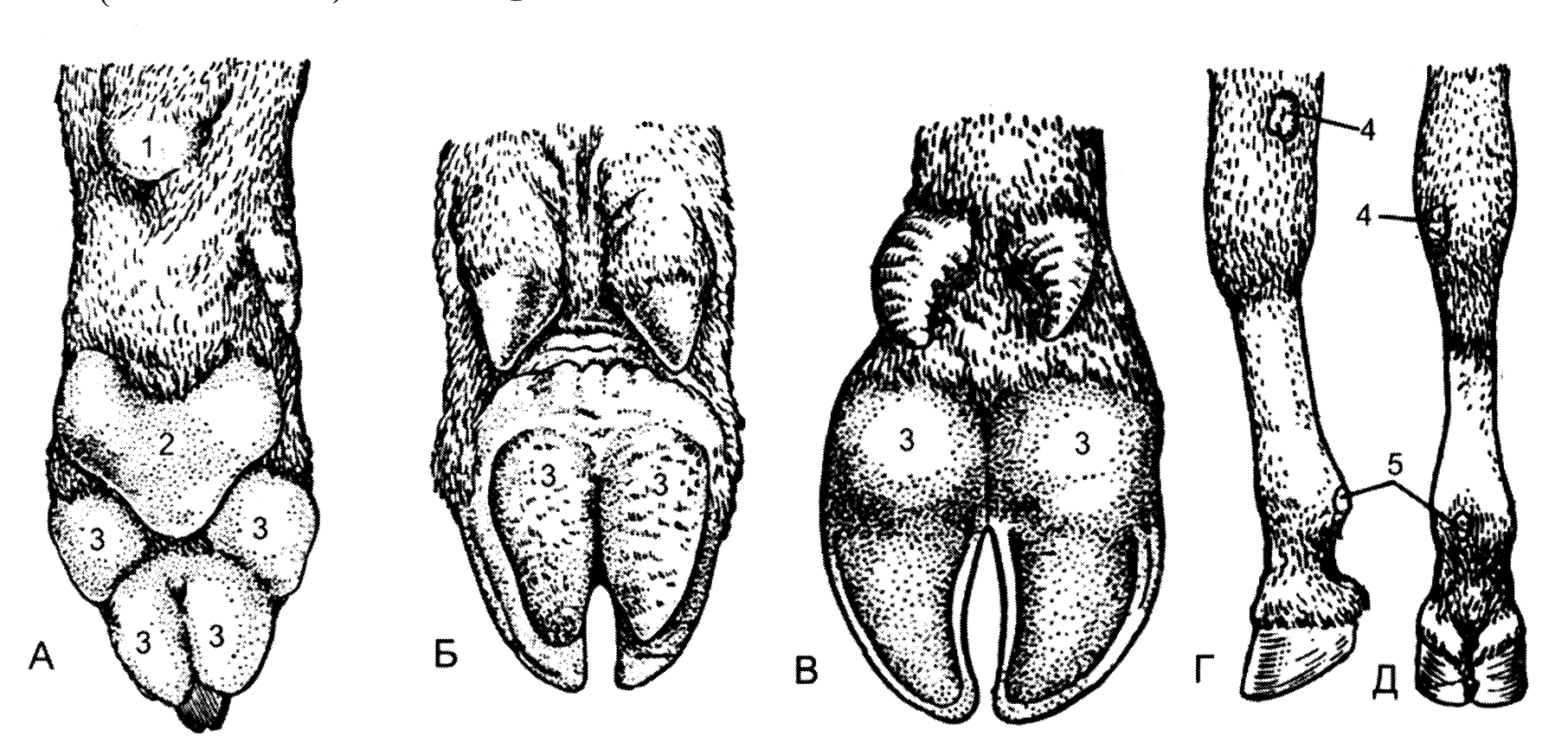 Лапы свиньи. Непарнокопытные строение копыта. Строение копыта лошади снизу. Парнокопытные строение копыта.