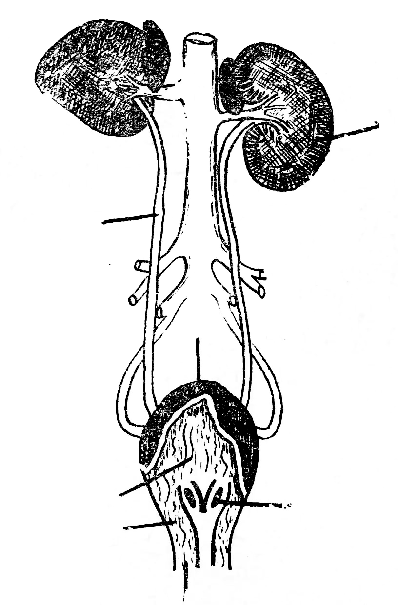 Два мочеточника. Мочевыделительная система КРС. Топография органов мочевыделения 4 животных. Мочевыделительная система мочевой пузырь. Мочевыделительная система уретра.