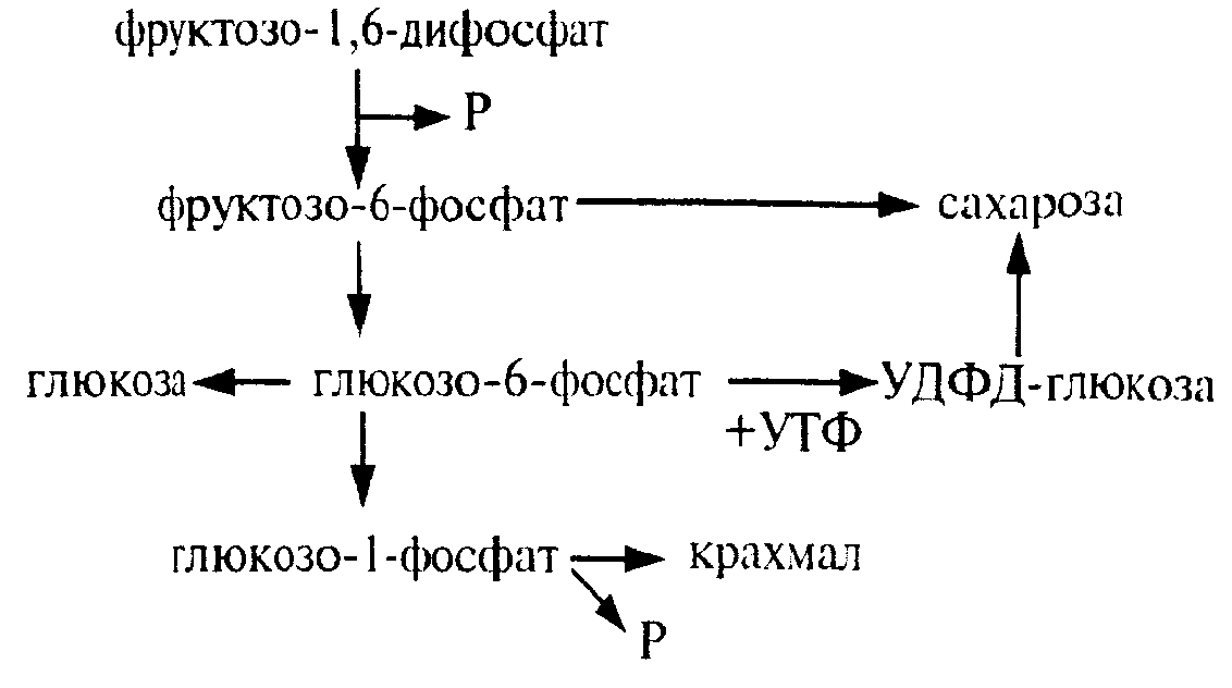 Фруктозо 6 дифосфат