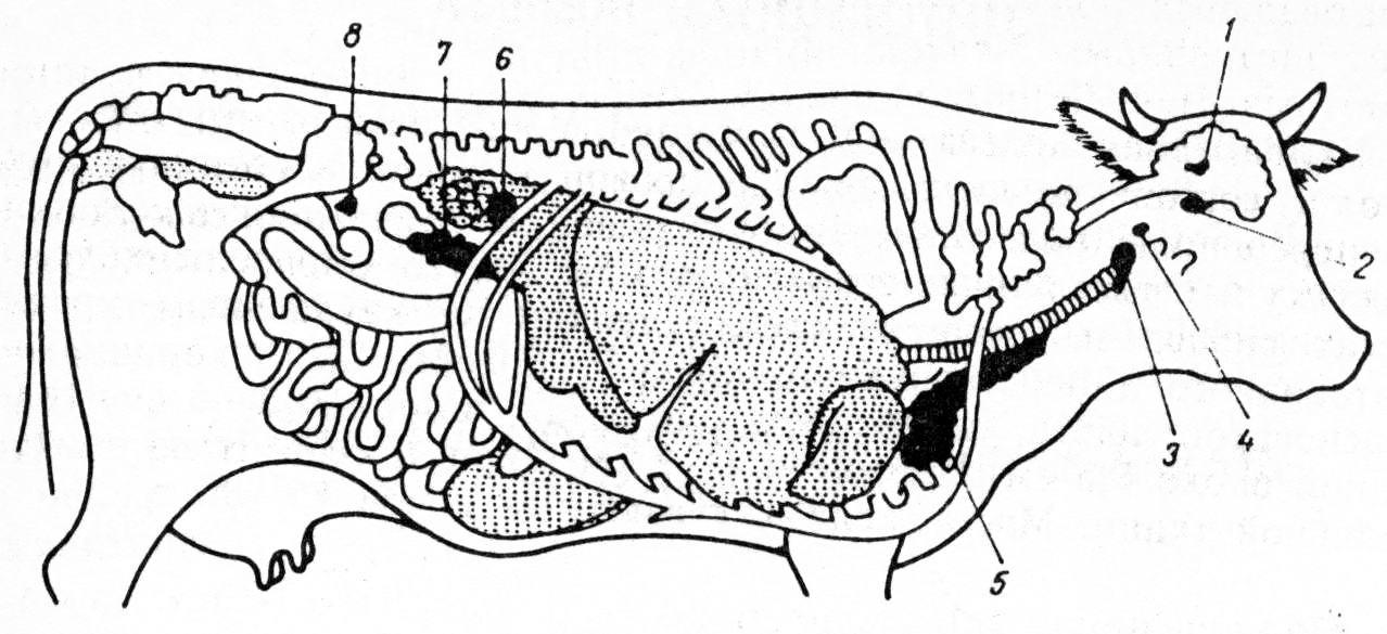 Поджелудочной железы свиньи. Поджелудочная железа КРС анатомия. Поджелудочная железа коровы анатомия. Топография желез внутренней секреции. Поджелудочная железа крупного рогатого скота.