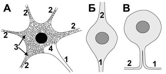 Волокна нейронов. Мультиполярный Нейрон рисунок гистология. Нервные клетки межпозвоночного ганглия рисунок. Мультиполярная пластинка. Мультиполярная клетка латынь.