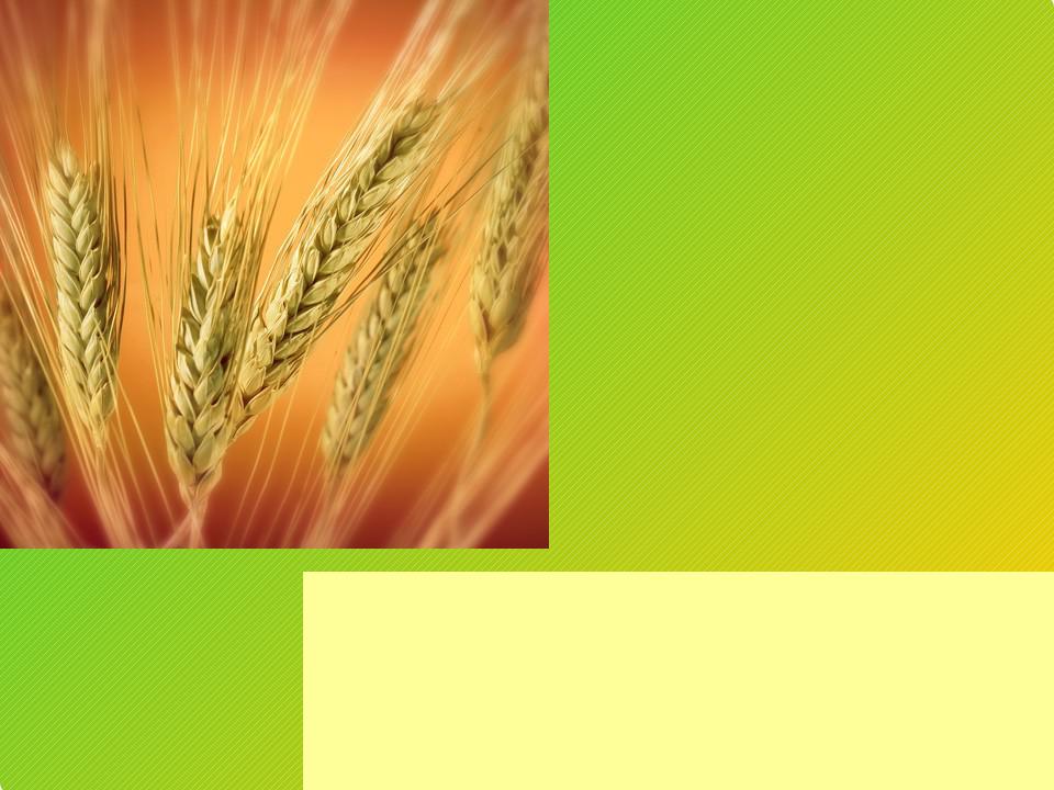 Пшеничная площадь. Строение зерна Яровой пшеницы. Урожайность озимой пшеницы. Посевные площади пшеницы в России. Посевные качества семян озимой пшеницы.