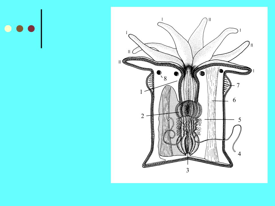 Строение актинии