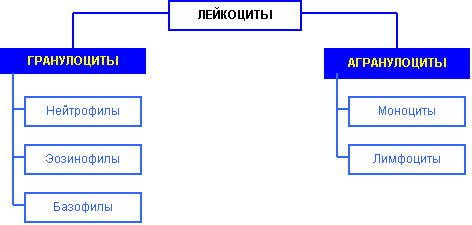 4.2. Классификация лейкоцитов.