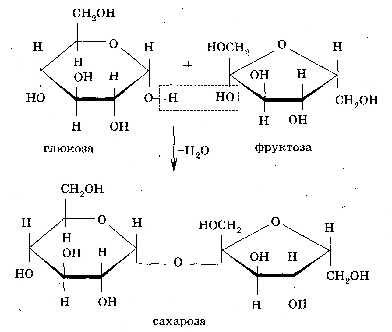 Фруктоза продукт гидролиза. Глюкоза фруктоза сахароза формулы. Глюкоза мальтоза сахароза. Образование сахарозы из моносахаридов. Глюкоза фруктоза сахароза рибоза.