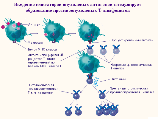 Вакцина дендритными клетками. Схема противоопухолевого иммунного ответа. Механизм противоопухолевого иммунитета схема. Т-лимфоциты иммунной системы схема. Механизм действия фагоцитов.