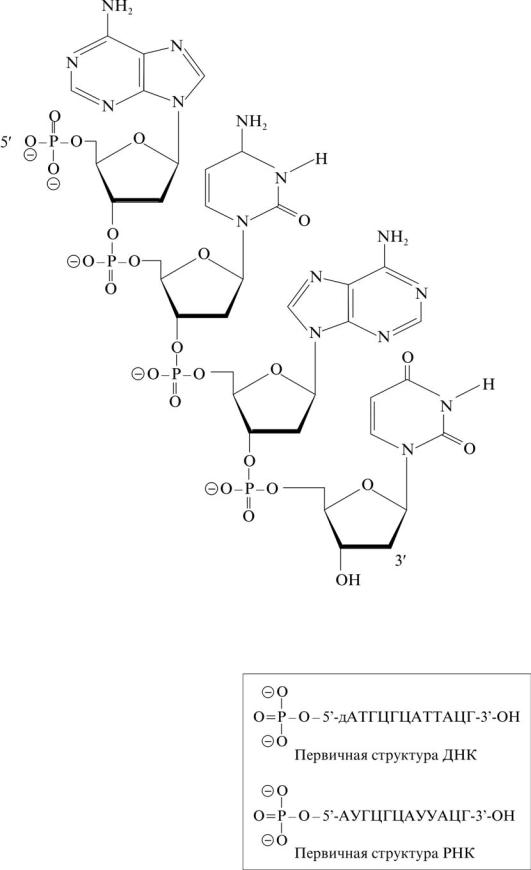 Схема первичной структуры днк