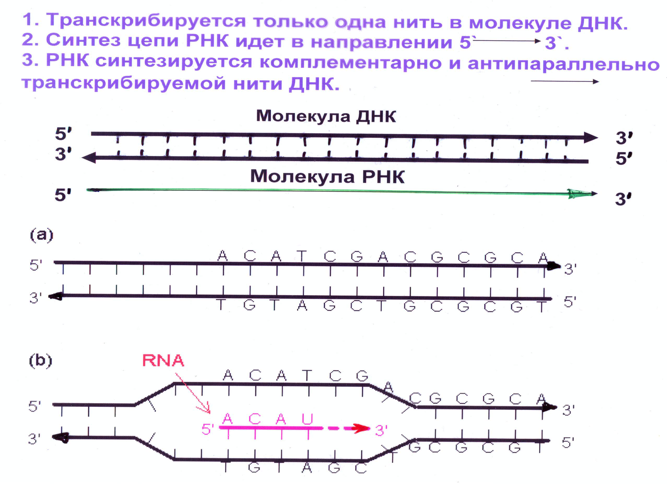5 3 концы рнк и днк. Направление образование РНК. Направление синтеза РНК. Направление транскрибируемой цепи ДНК. Штрих концы ДНК И РНК.
