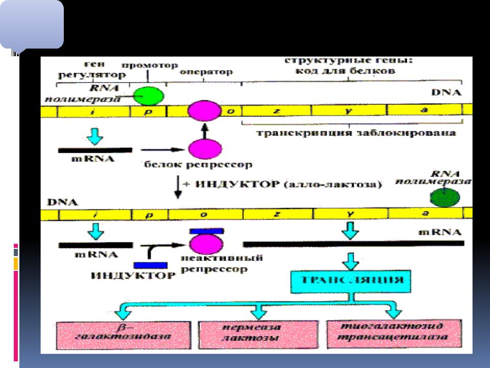 Биосинтез гена. Оперон биохимия. Схема регуляции экспрессии генов (лактозный оперон). Синтез белка оперон. Лактозный оперон биохимия.