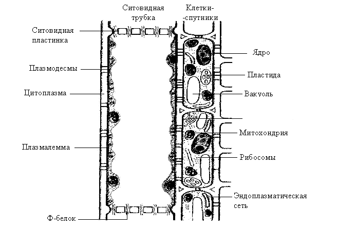 Клетки спутницы флоэмы. Ситовидные клетки строение. Клетка ситовидной трубки ядро. Строение ситовидных трубок. Схема строения ситовидной трубки и клетки –.