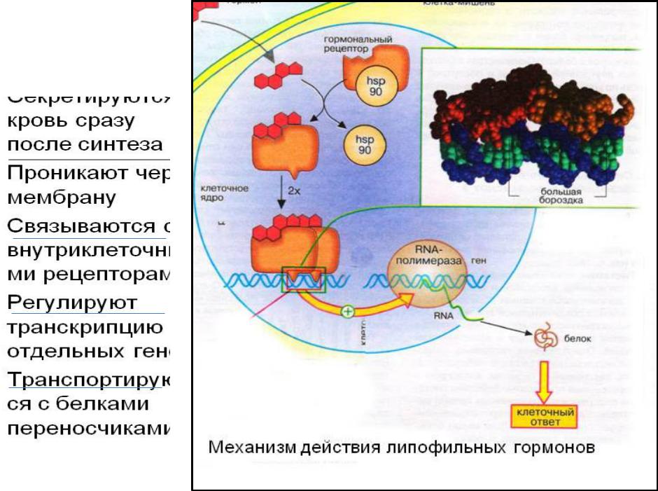 Липофильность это. Липофильные и гидрофильные. Липофильных веществ. Липофильные лекарственные препараты. Гидрофильные и липофильные лекарственные средства.