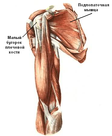 Квадратная мышца анатомия