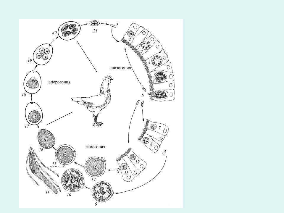 Биология 7 класс жизненный цикл птиц. Кокцидии эймерии. Эймериоз (кокцидиоз) кур. Цикл развития кокцидий кролика.