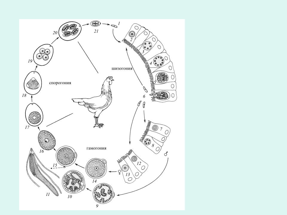 Жизненный цикл кокцидии. Кокцидии эймерии. Эймериоз (кокцидиоз) кур.