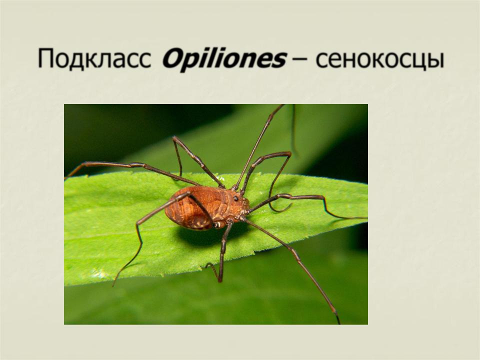 Паук сенокосец ядовитый или нет. Строение сенокосца. Представители сенокосцев. Отряд сенокосцы представители.