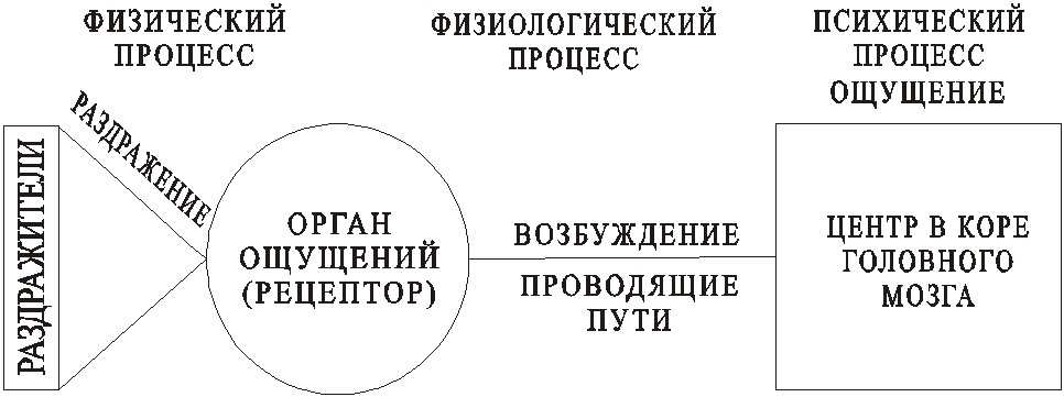 Виды восприятия