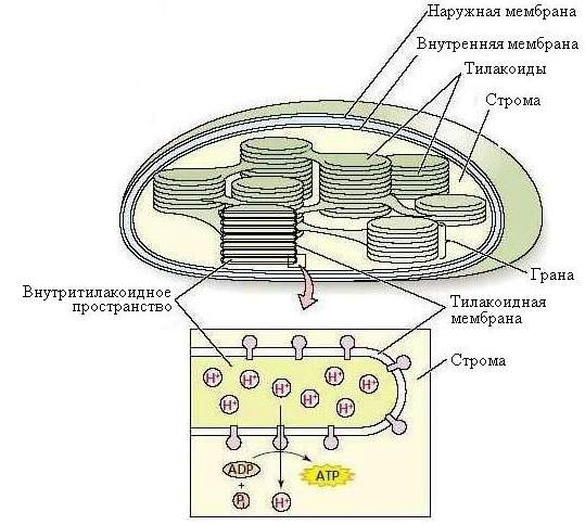 Хлоропласты имеют ядро