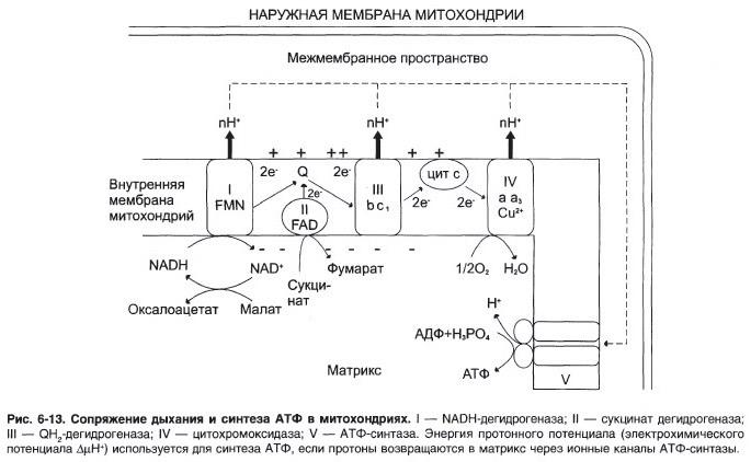 первичная структура мрнк кодирует только одну последовательность аминокислот в белке можно ли исходя