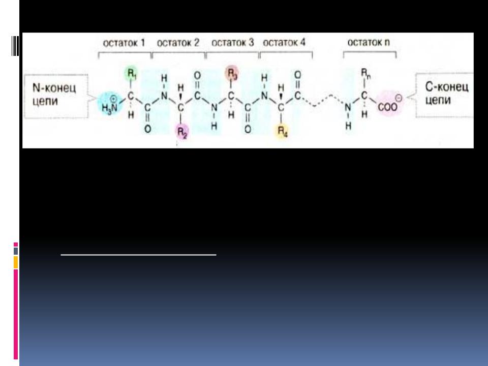 Полипептидные связи белков. N конец полипептидной цепи. Концы полипептидной цепи. Образование полипептидной цепи. Остов полипептидной цепи.