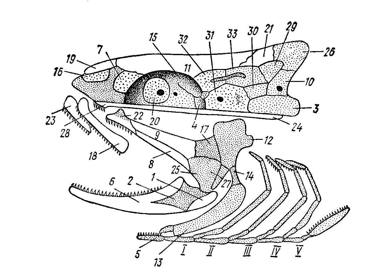 Череп костной рыбы. Схема расположения костей в черепе костистой рыбы. Строение черепа костных рыб. Осевой скелет костистой рыбы. Схема строения черепа костных рыб.