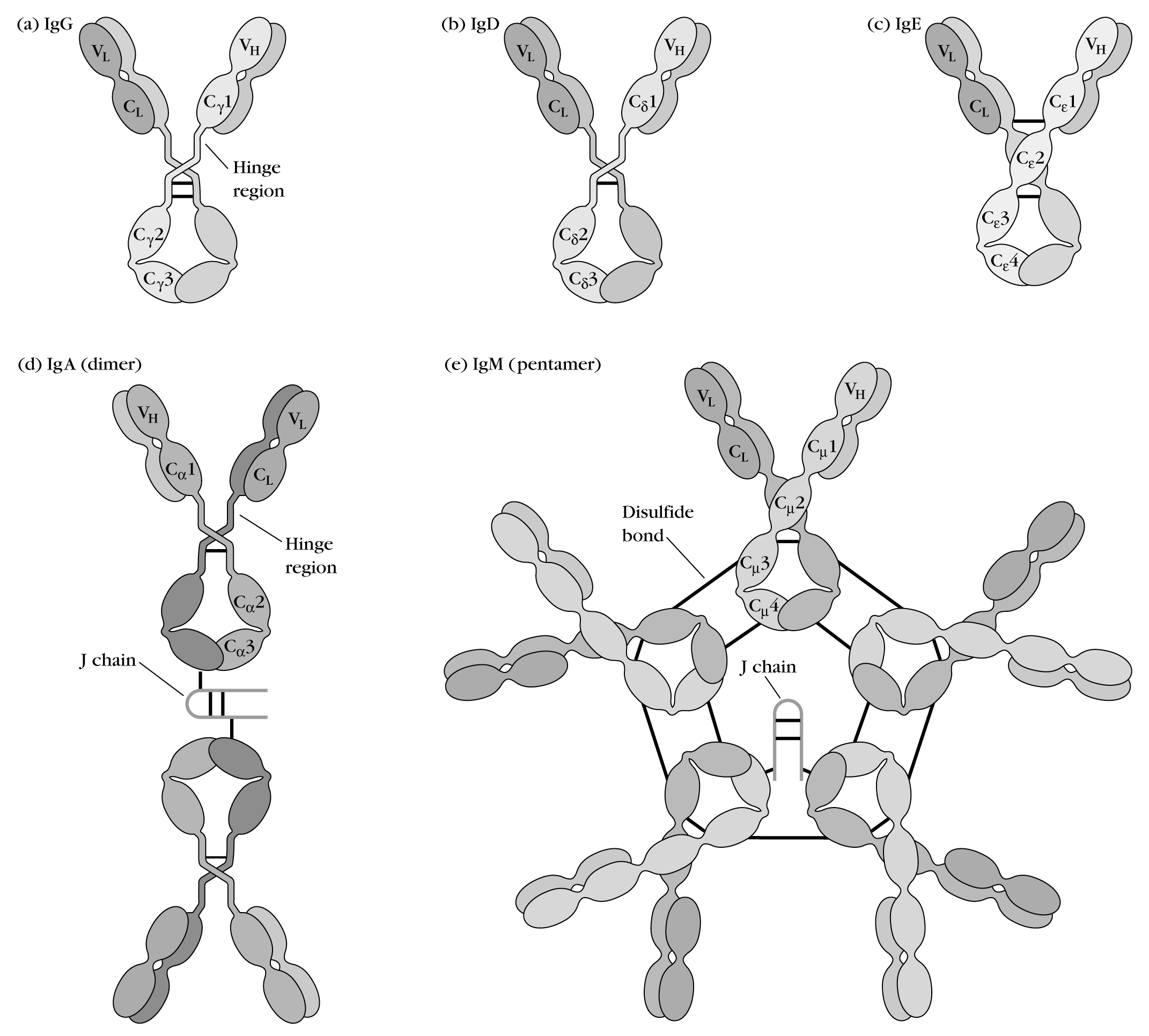 Иммуноглобулины iga igm. Иммуноглобулин m строение. Иммуноглобулин д структура. IGM строение иммуноглобулина. Иммуноглобулины класса d (IGD).