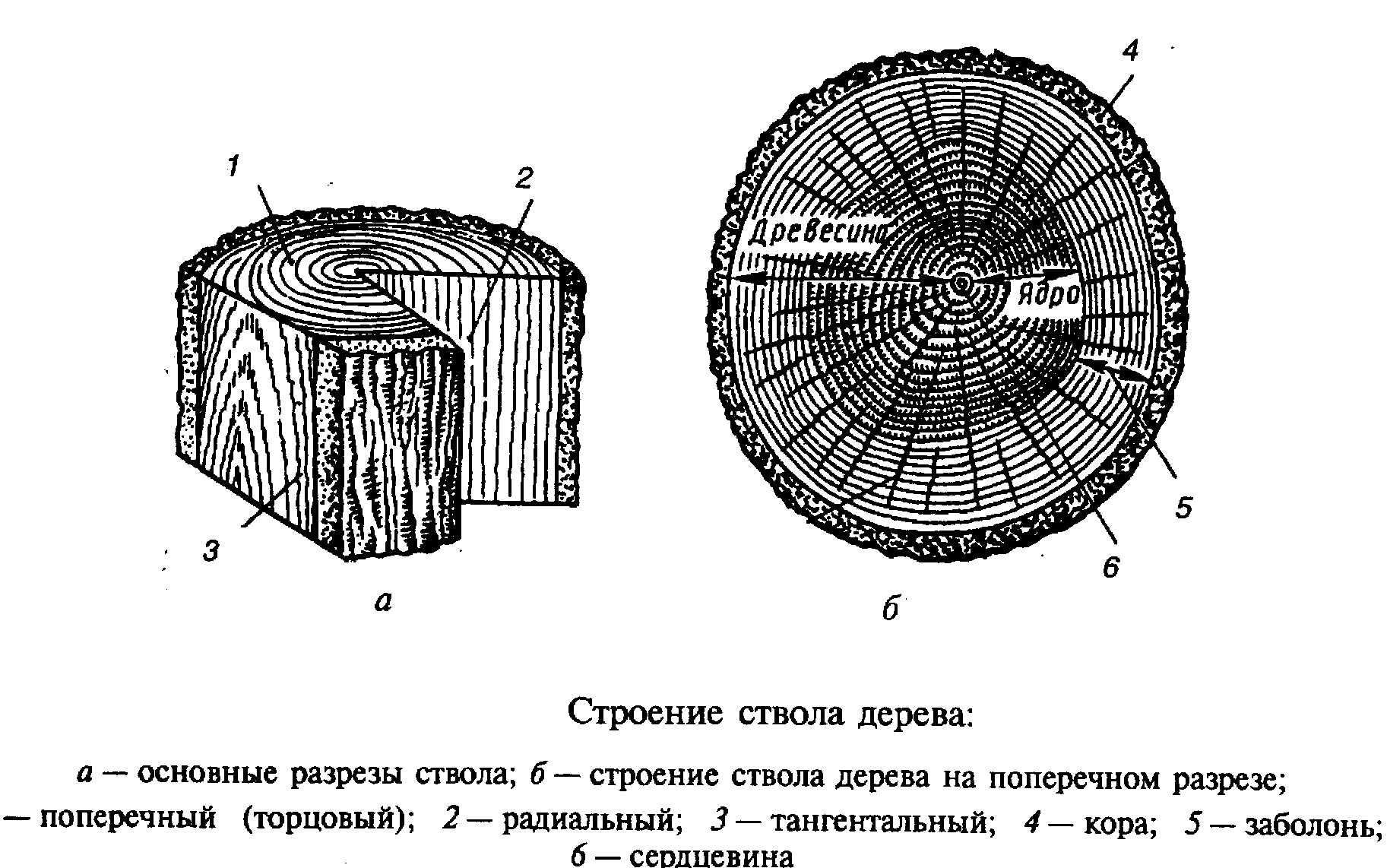 Строение древесины макроструктура