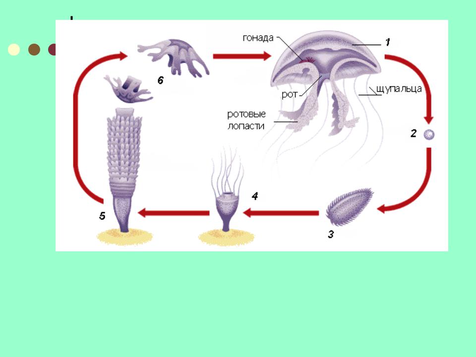 Стадия жизненного цикла медузы. Жизненный цикл полипа и медузы. Жизненный цикл Аурелии Ауриты.