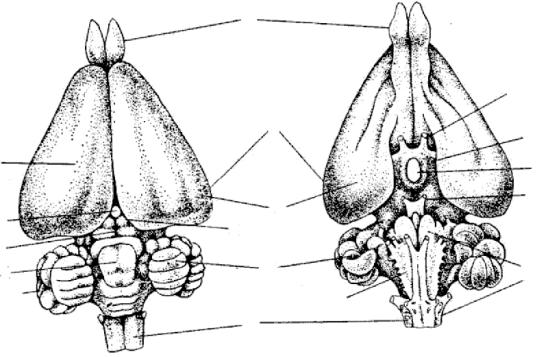 Мозг млекопитающего рисунок сверху