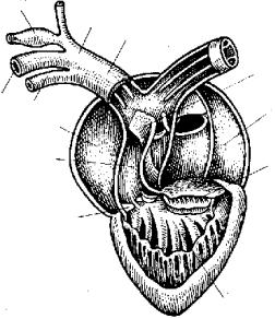 Схема строения сердца лягушки