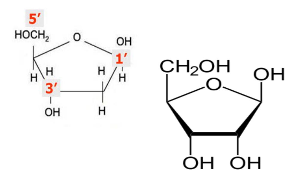 Рибоза 2 дезоксирибоза. Дезоксирибоза структурная формула. 3 Дезоксирибоза. Дезоксирибоза строение молекулы. Дезоуксирибоза циклич.