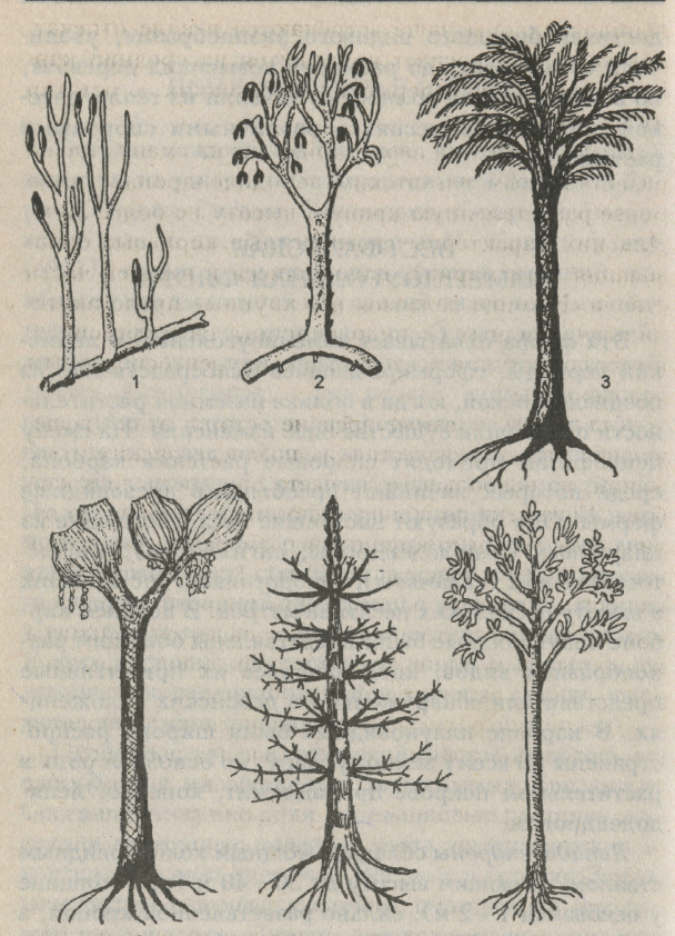 На рисунке изображены псилофиты вымершие растения используя