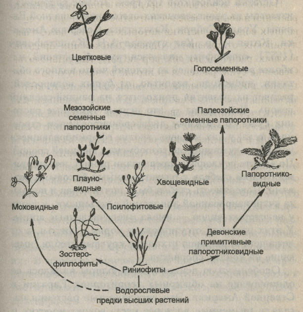 Растительное происхождение биологическая. Эволюция растений схема. Схема происхождения высших растений. Происхождение и Эволюция высших растений схема. Схема происхождения высших растений 5.